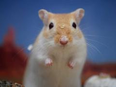 100% of gerbils sent on russian space flight die