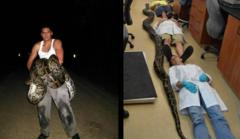 19-Foot Python Killed In Florida Sets New Record
