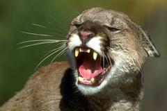 Mountain Lion Seen Near Sand Hill Road