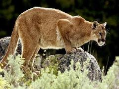 Mountain Lion Spotted in Portola Valley